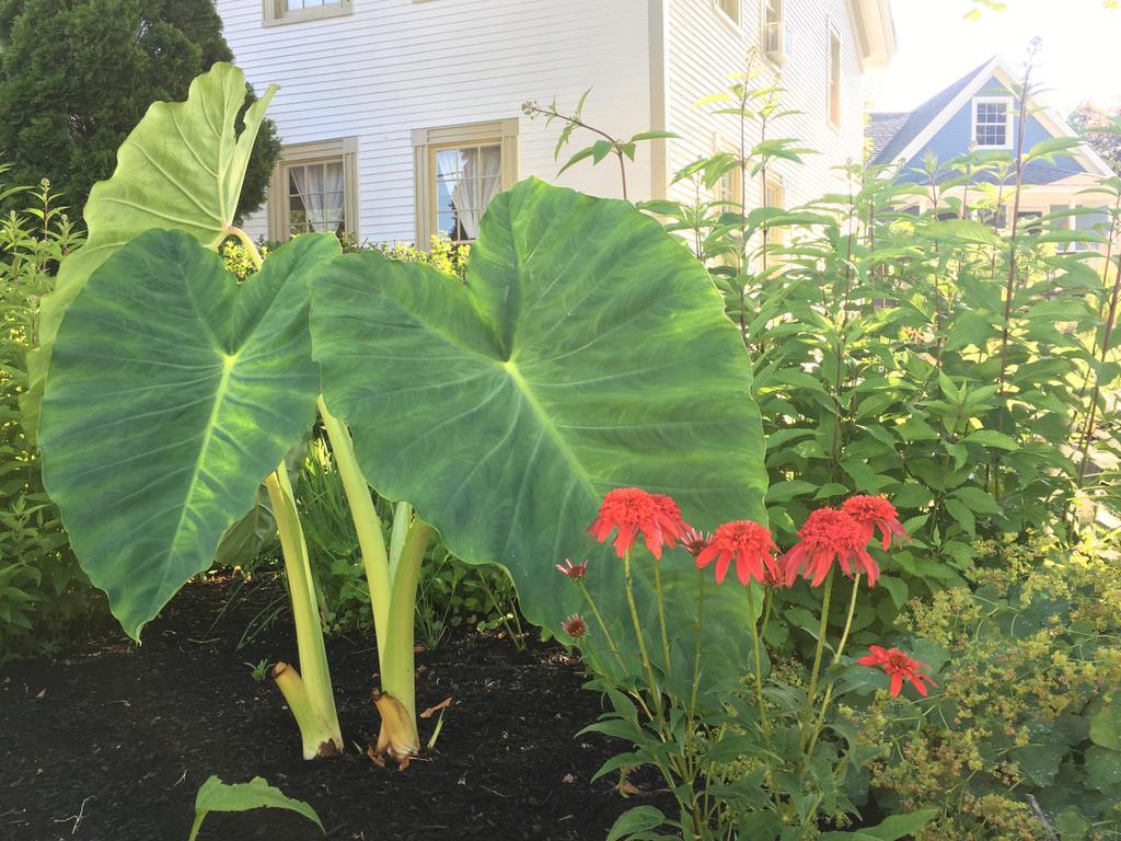 Black Boar Inn Ogunquit Ngoại thất bức ảnh