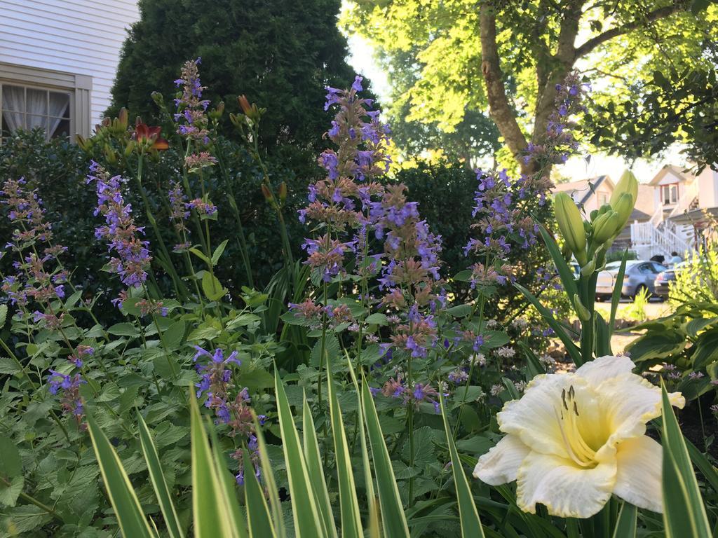 Black Boar Inn Ogunquit Ngoại thất bức ảnh